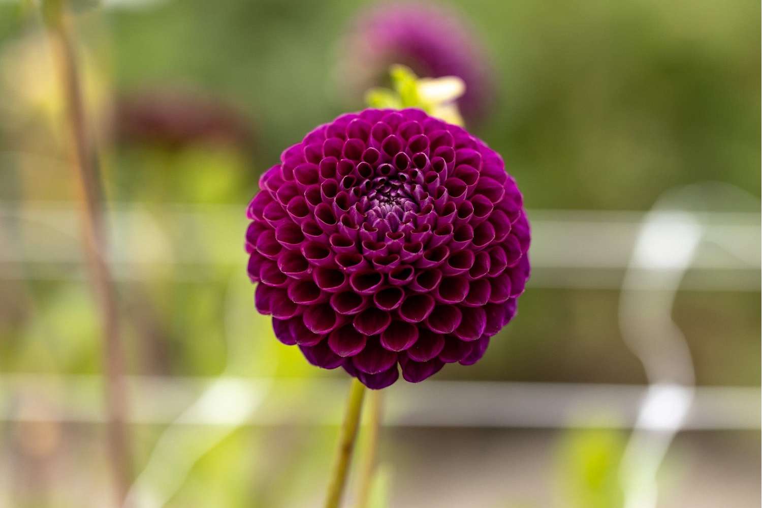 Dahlie 'Downham Royal'